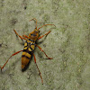 Cerambycinae Longhorn Beetle