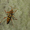 Cerambycinae Longhorn Beetle