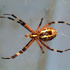 Wasp spider (Αργιόπη)