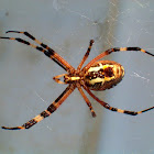 Wasp spider (Αργιόπη)