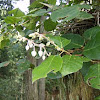 Salal