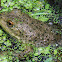 American bullfrog
