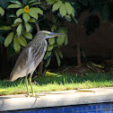 Indian Pond Heron