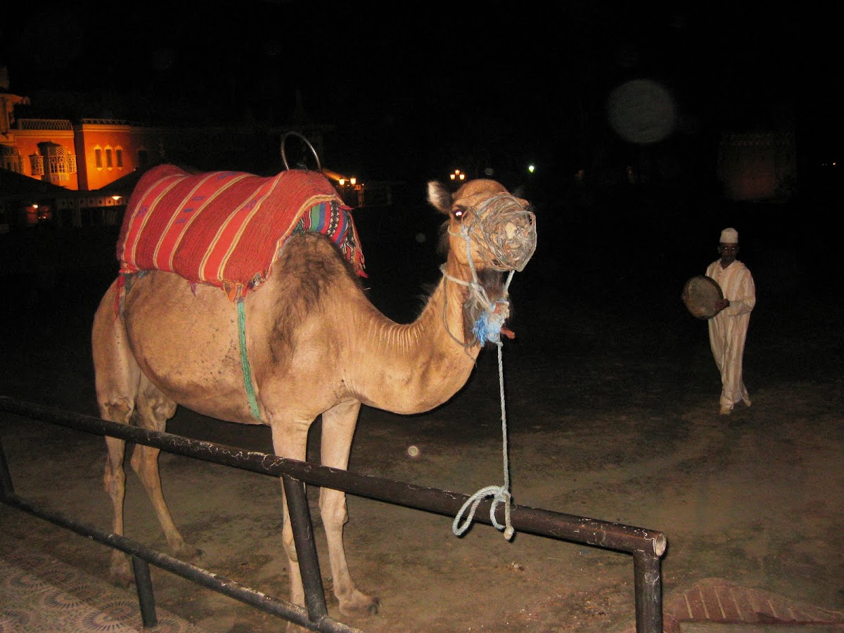 Dromedario o camello arábigo.