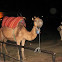 Dromedario o camello arábigo.