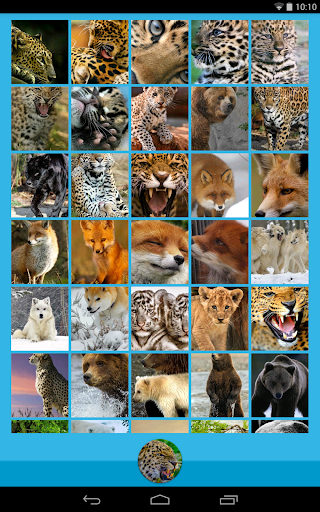 【免費個人化App】Animal Wallpapers-APP點子