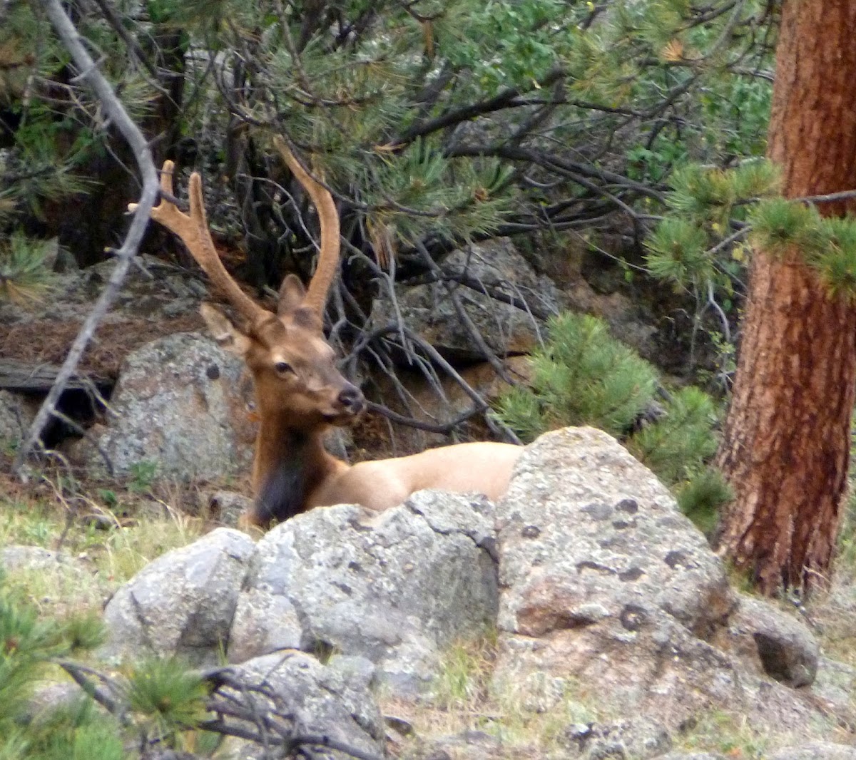 Elk (young male)