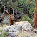 Elk (young male)