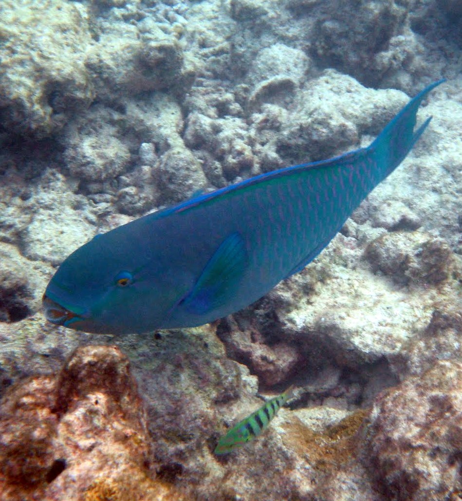 Bicolour parrot fish (male)
