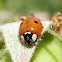 two-spot ladybird. Mariquita dos puntos
