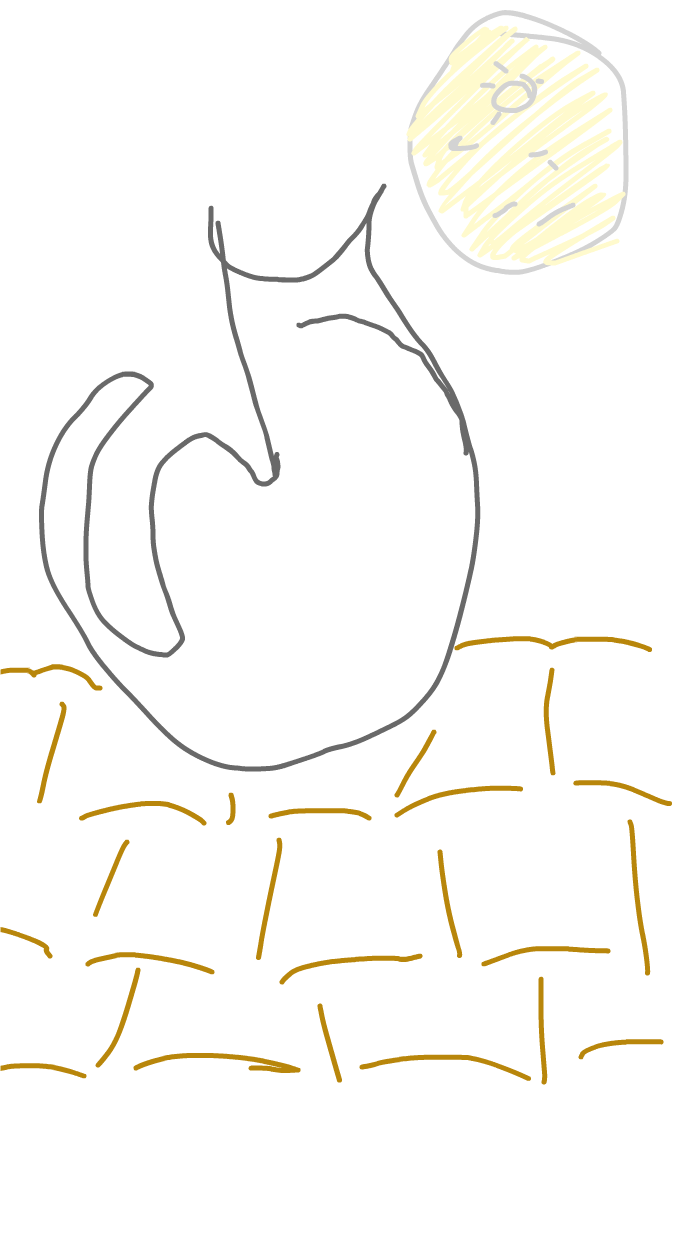 gatto