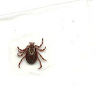 American Dog Tick (female)