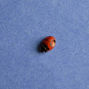 Transverse ladybug
