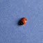 Transverse ladybug