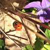 Ladybug (Mariehøne)