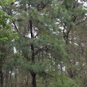 Conifer Pine tree