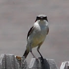 Loggerhead Shrike