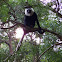 western black and white colobus