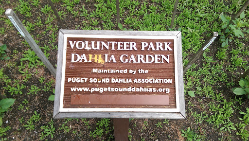 Volunteer Park Dahlia Garden
