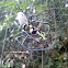 Golden silk orb-weaver