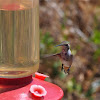 Rufous Hummingbird, female