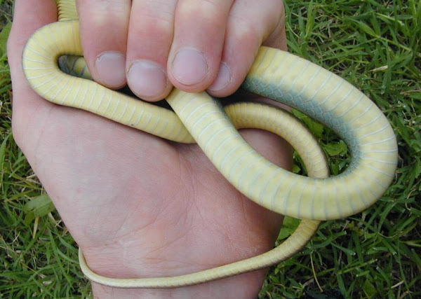 Eastern Yellow-bellied Racer | Project Noah