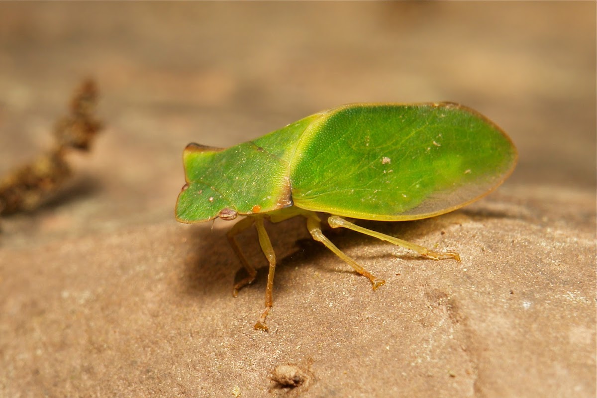 Flat-headed Leafhopper