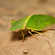 Flat-headed Leafhopper