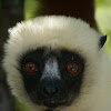 Coquerel's sifaka Lemur