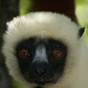 Coquerel's sifaka Lemur