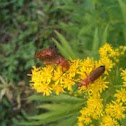 Common red soldier beetle