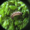 Drowned caterpillar