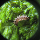 Drowned caterpillar