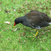 Moorhen