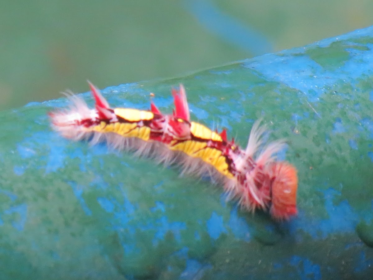 Blue morpho caterpillar