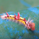 Blue morpho caterpillar