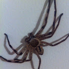 grey huntsman spider