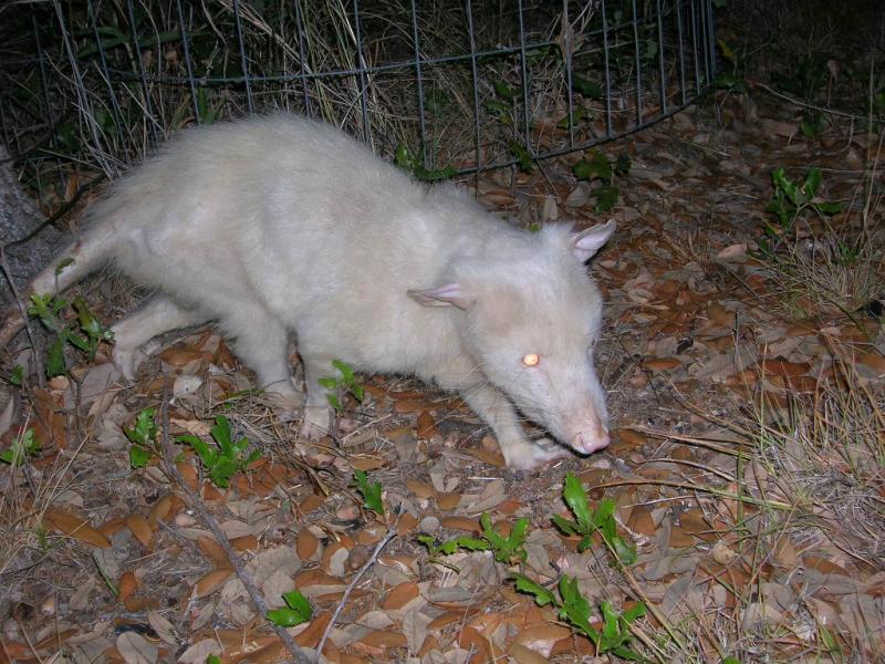 albino Virginia Opossum