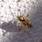 Chinche Lygus. Bug