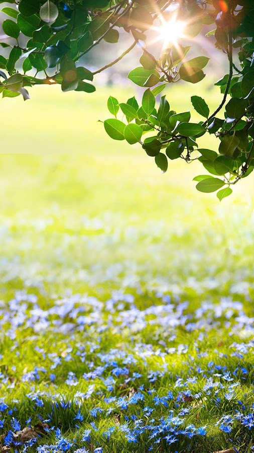 Green Spring Live Wallpaper Android Apps on Google Play