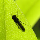 unknown fly