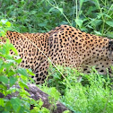 Wild Sri Lankan Leopard