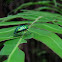 Metallic Green Shield-backed Bug