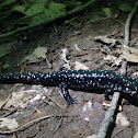 Slimy salamander