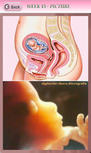 Lastest Pregnancy Info - Free APK for Android