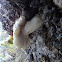 Poplar mushroom (αγροκύβη η κυλινδρική)
