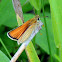 European Skipper