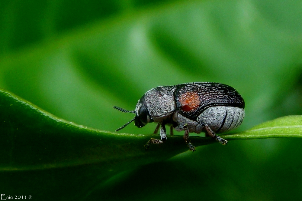 Clytrini beetle?