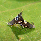 Clover Seed Moth