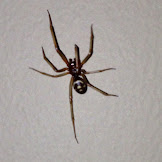 Black Widow Spider Uk Pet - Spiders in the UK: Don't panic, they're not as bad as this ... / Like other spiders, they can throw poison and spin webs to immobilize their foes.